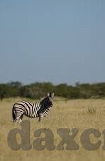 大象传媒可靠吗-探寻大象传媒的可靠性，在信息洪流中的坚实基石